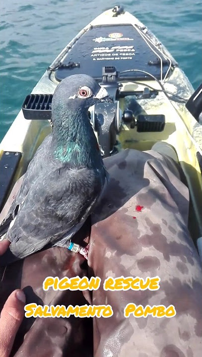resgate pombo no mar.pigeon rescue.#pombos #rescue #caiaque #kayak #shorts #part1