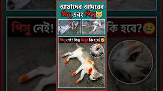 আমাদের আদরের পিসু আর নেই 😢 ! কি হবে #funny #lightningstrike #automobile মিনুর?