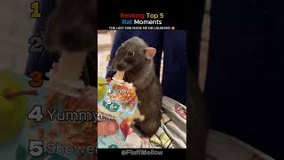 Ranking Top 5 Rat Moments 🐀