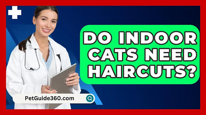 Do Indoor Cats Need Haircuts? - PetGuide360.com