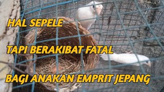 Jangan lakukan ini agar anakan emprit jepang anda sehat semua