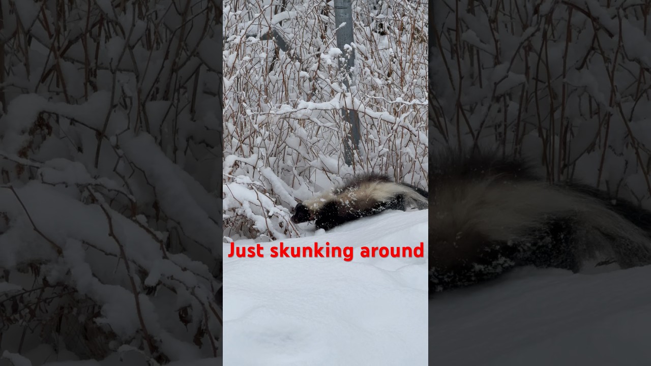 A skunk walking in the snow, a surprising example of winter wildlife in Maine.