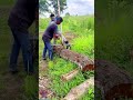 Creative wooden log lifting tool #tools #shorts #viral