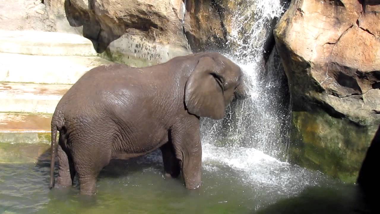 Elephant Shower Part 2 YouTube