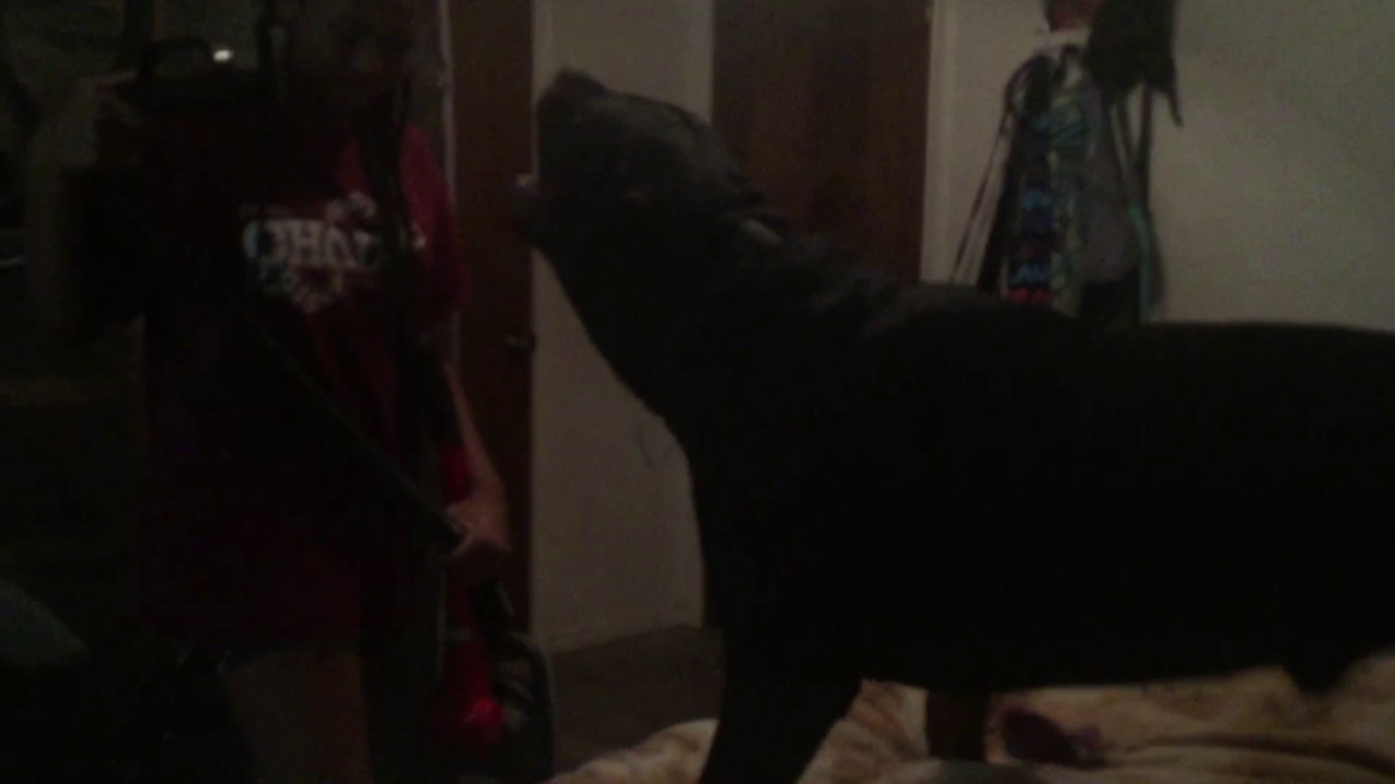 Dog vs Vacuum Cleaner YouTube