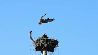 OSPREY MOM KEEPS THE MALE OSPREY INTRUDER FROM LANDING ON THE NEST.