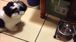 Po The Shih Tzu Ep.9 - What I Feed My Puppy