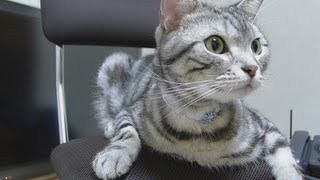 初めて首輪を付けた猫