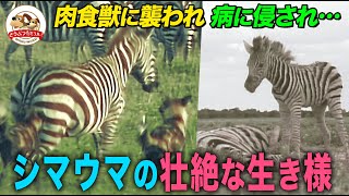 【シマウマの生き様】病に侵されても立ち上がる…！出産直後の母子の別れ…ライオンとやリカオンとの攻防！過酷なサバンナを懸命に生き抜く姿4選【どうぶつ奇想天外／WAKUWAKU】