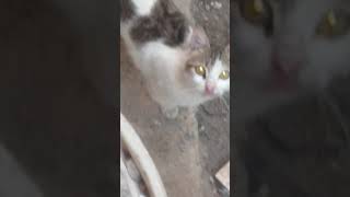 Kendilerimi Tanıtıyorumçilek-Portakal-Avakado