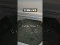 コストコのオキシ買って｢やろう！｣と思って5ヶ月😇ワカメ大量発生#掃除 #洗濯槽掃除 #オキシクリーン #洗濯槽 #裏ワザ #運気アップ #ライフハック#暮らしの知恵 #運気の上がる掃除術