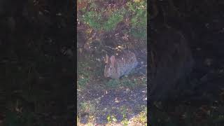 Look at a cute little bunny over there