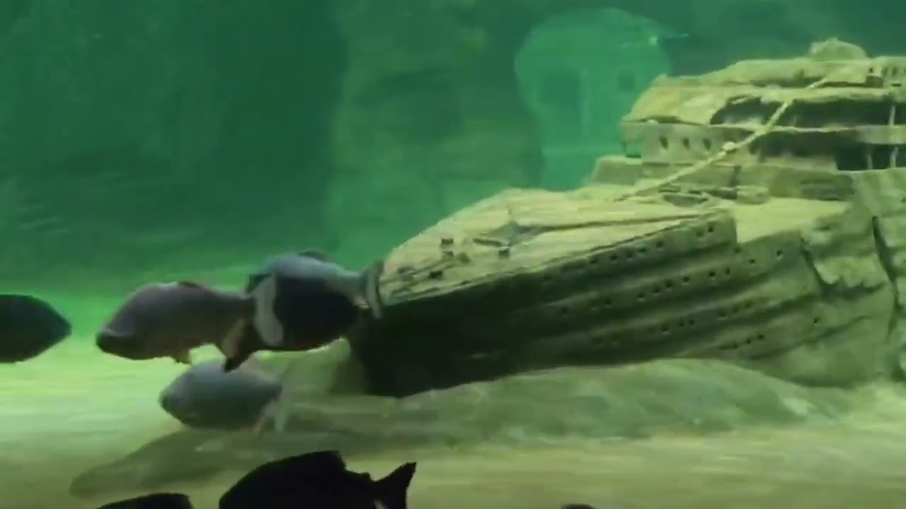 Marine World deep wonders#fish#aquarium #youtube 