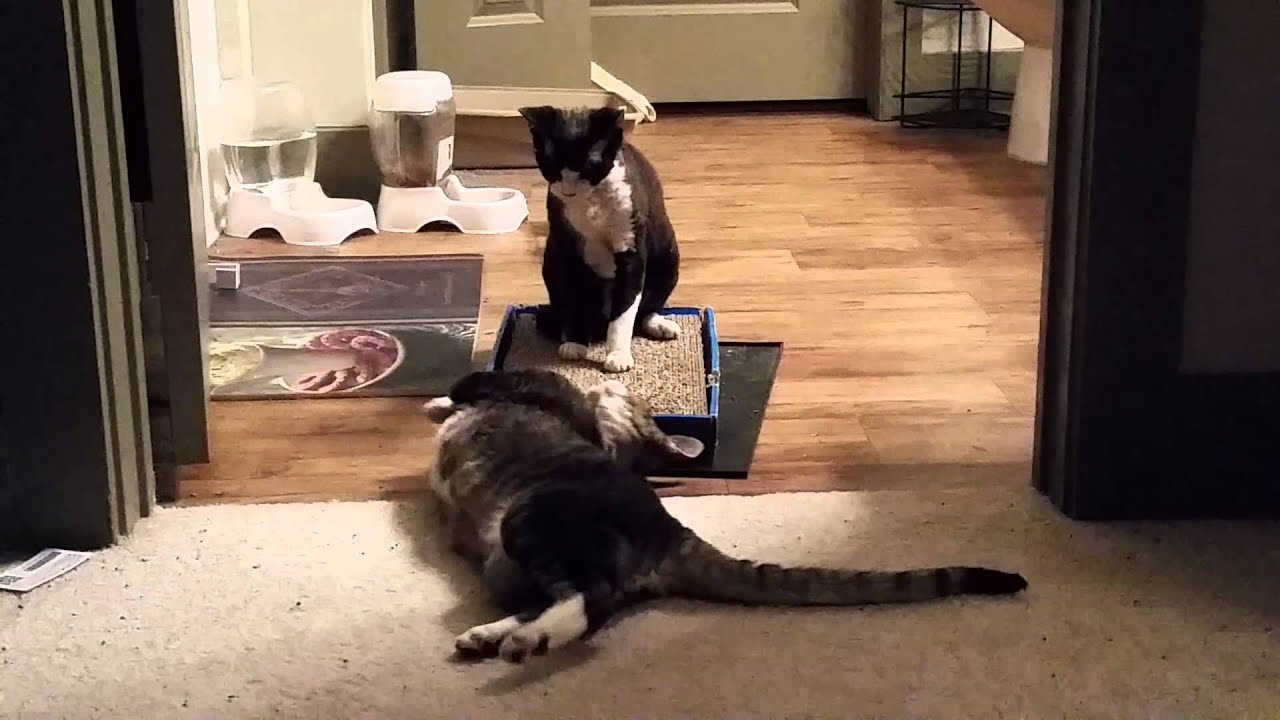 Kitty fight part 2! YouTube