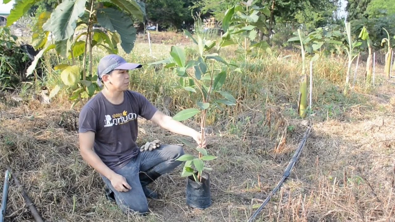 การปลูกชมพู่ทับทิมจันทร์ How to grow rose apple YouTube