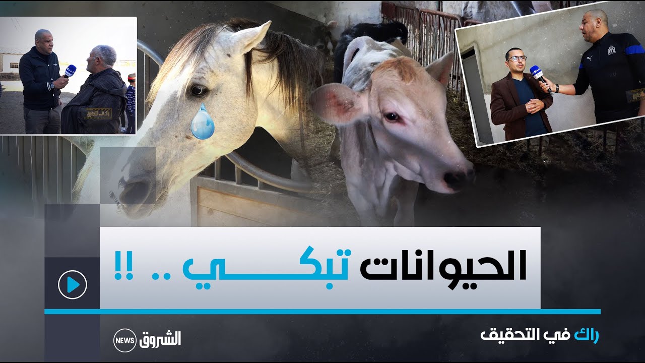 راك في التحقيق | العدد كاملا | ميستر AB يكشف معاناة مربي الأبقار والخيـــول .. راسك يحبس