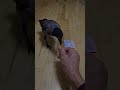 #MoneyHacks#TrainedCrow#SmartBird#PetCrow#Raven