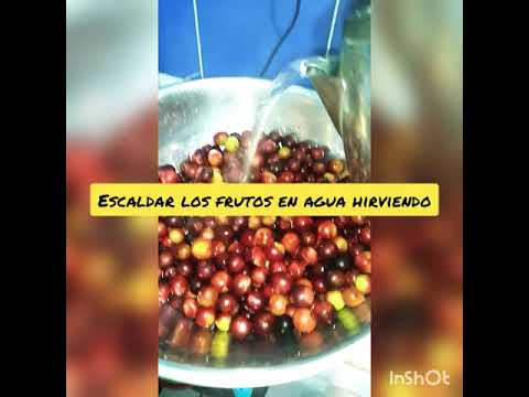 Video: Información de Myrciaria Dubia: aprenda sobre los árboles frutales de Camu Camu