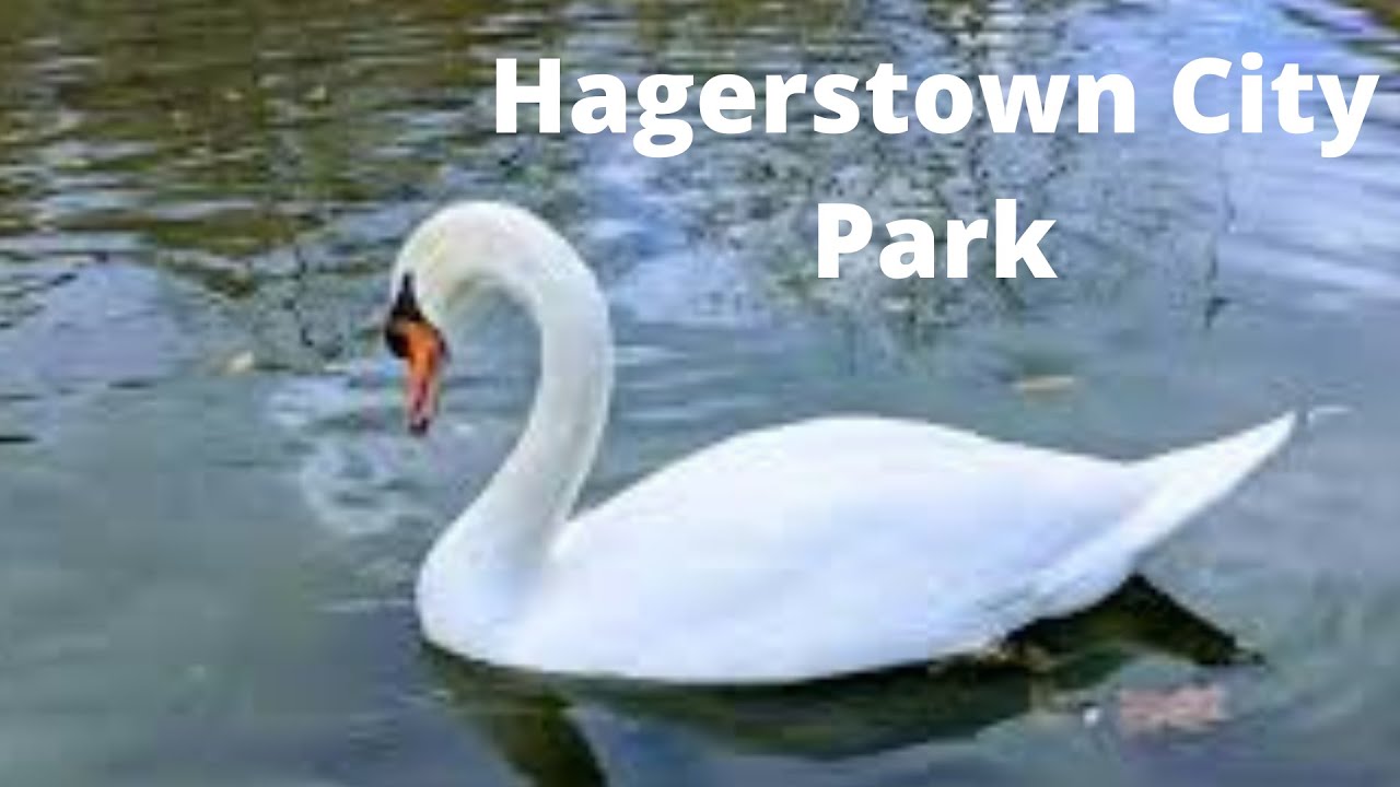 Hagerstown City Park 🦆