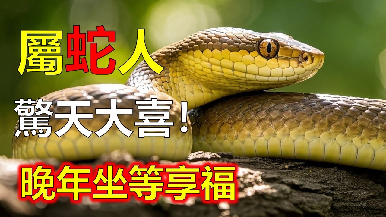 屬蛇人，2026一到，驚天大喜！財運爆棚，晚年坐等享福。#2026蛇#生肖蛇