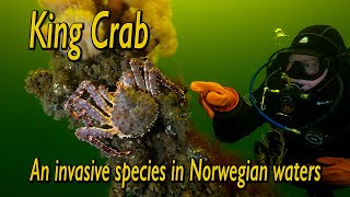 King Crab - An Invasive species in Norwegian waters (Award Winning Film)