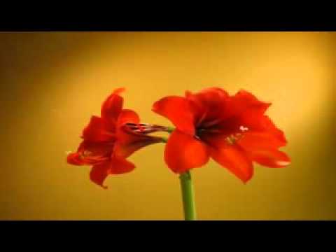 40 Below Summer - Wither Away (Video)