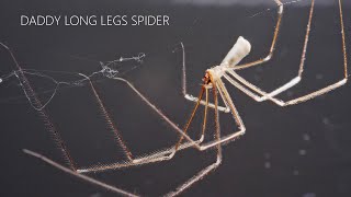 Daddy long legs spider / Cellar spider preying on House spider - UHD 4K