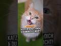 Katze beschützt dich täglich, ohne dass du es bemerkst – 3 Anzeichen: Verhalten, Liebe & Instinkt