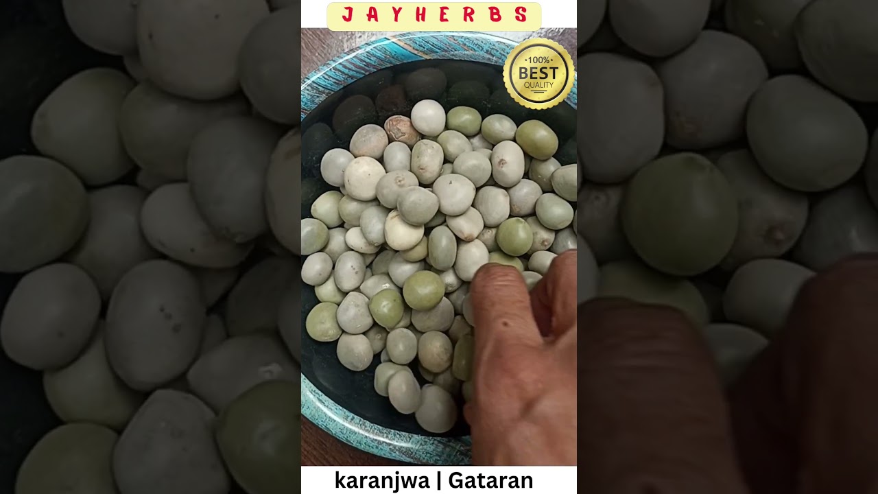 Caesalpaenia boduc | Karanjwa Seeds | Fever Nut | Sagargota | Gataran | Latakaranja 