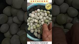 Caesalpaenia Boduc Karanjwa Seeds Fever Nut Sagargota Gataran Latakaranja