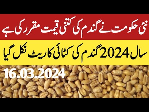 Government Wheat New Support Price 2024 Update | Gandum Price Today ...