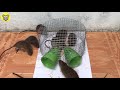 Amazing!! 8 Mice a night 🐀 Best mouse/ Rat Trap 🐀Good idea Mouse Trap 🐀 Pop Rats