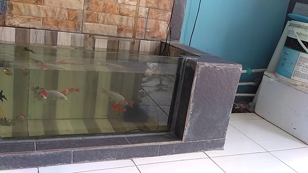 Kolam Kaca Ikan Koi Koki YouTube