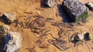 A lot of big shrimps were washed out of the drainage from the farm! There are alsohuge bassstranded! by Beachcomber Zhang 15,736 views 12 days ago 27 minutes