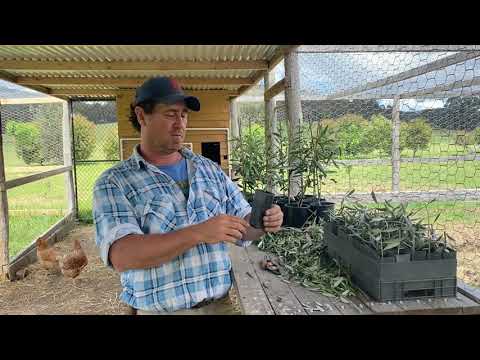Video: Soet Olyfboom Voortplanting - Voortplanting van Soet Olyfsteggies
