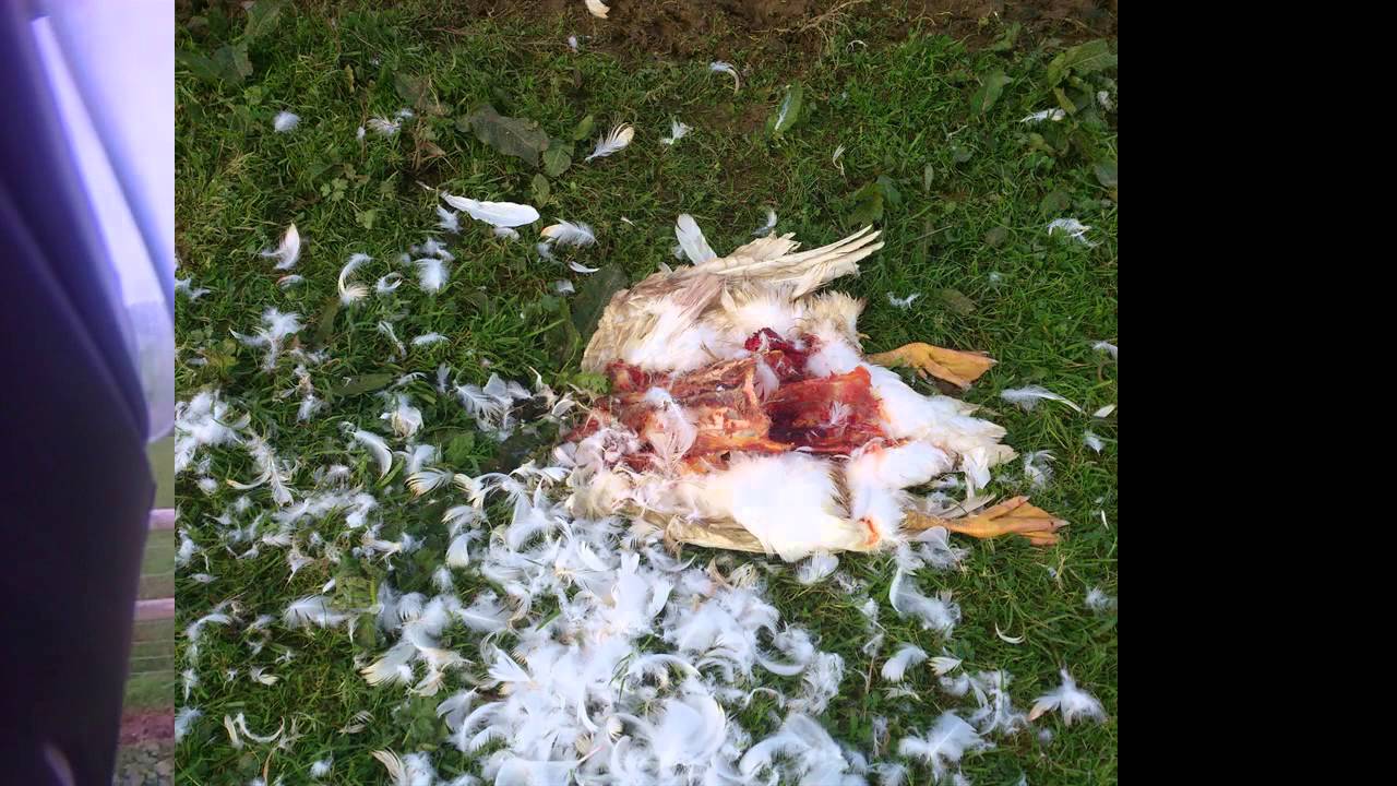 Foxes kill Geese, So I kill Foxes!! 