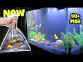 New 3 feet fish tank setup  adding fish  aquarium decoration