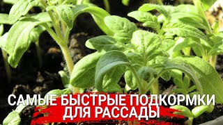 Самые быстрые подкормки для рассады