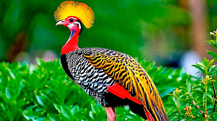 Peaceful Birdsong in the Forest with Relaxing Music for Sleep & Meditation (4K)