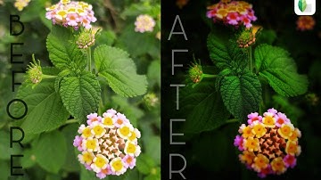 Edit photo for instagram on #snapseed #flower #photo_edit