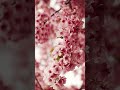 Nature Beauty 🌸✨ | Relaxing Aesthetic Views #1million #nature #shortvideo