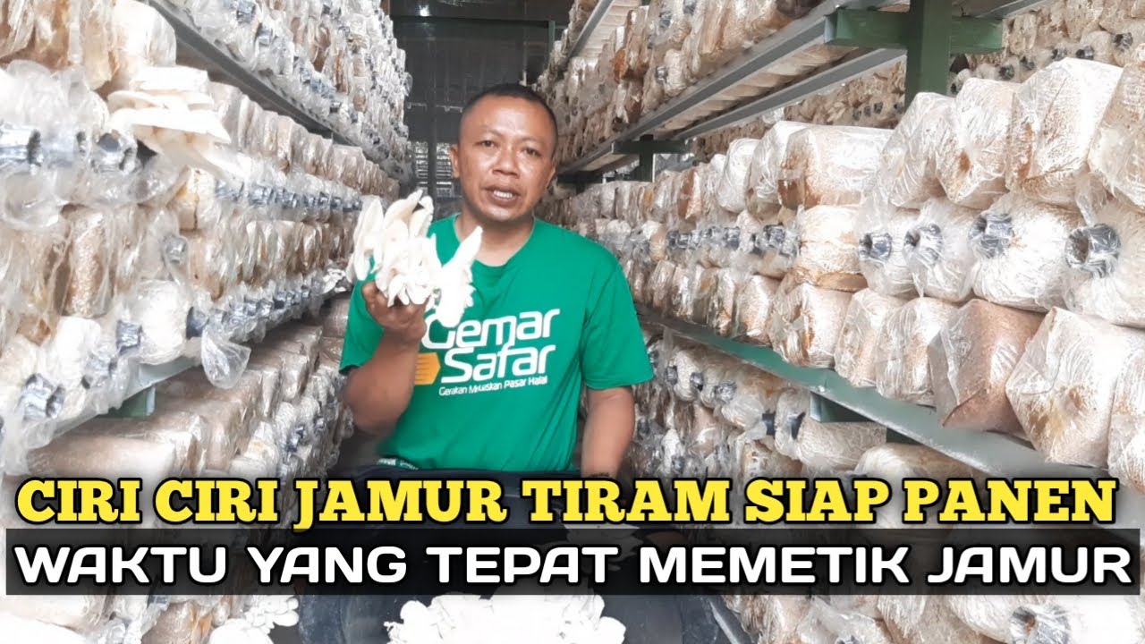 CIRI CIRI JAMUR TIRAM SIAP PANEN DAN WAKTU YANG TEPAT UNTUK MEMETIK