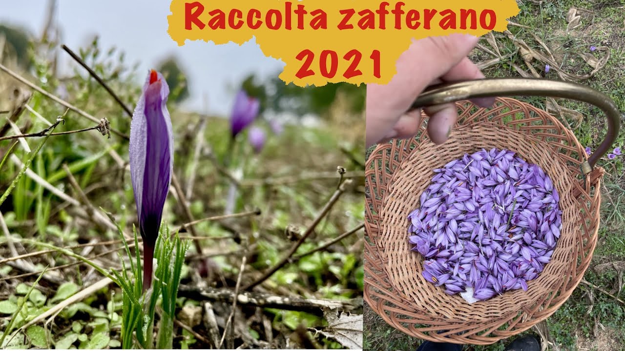 Come Raccogliere lo Zafferano 🌷