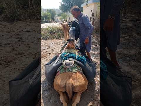 الرجل يملأ الماء في الأنبوب الموضوع على الجمل