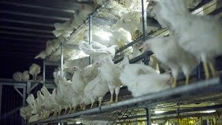 BALTIKA-PULLETS —cage-free equipment.