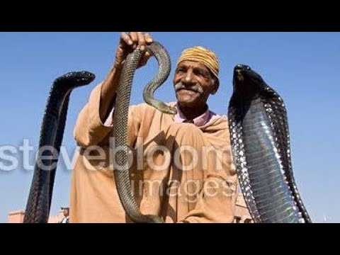 Yadda Wani Malami Ya Kama Katon Maciji Da Ayar Alkur Ani Mai Tsarki