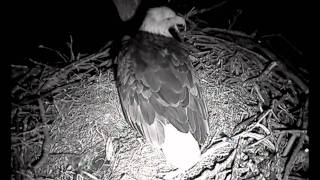 Decorah Eagles - Mom Lays First Egg of 2012 (HD), 02\/17\/2012