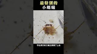 超出你想像的「小螞蟻」-厚背刺家蟻