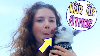 vlogg: HUND, LIVSCOACH & MASSA MER