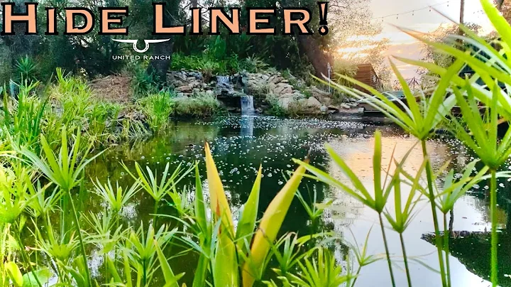 How to Hide Exposed Pond Liner Edges DIY Natural Swimming Pond Vid #10